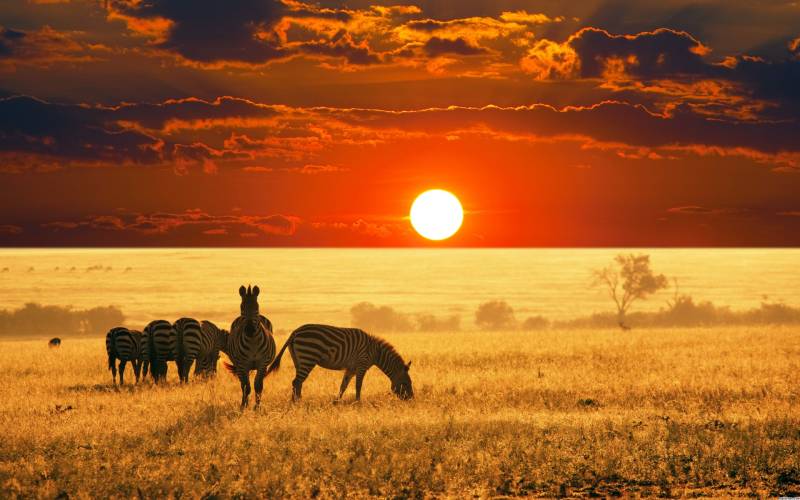 zebrasbijzonsondergang